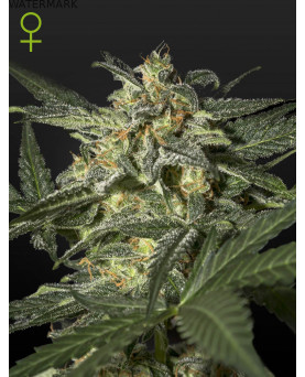 Full grown marijuana flower of the Damnesia Autoflowering seed