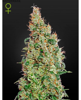 Full grown marijuana flower of theGreen-O-Matic Autoflowering seed