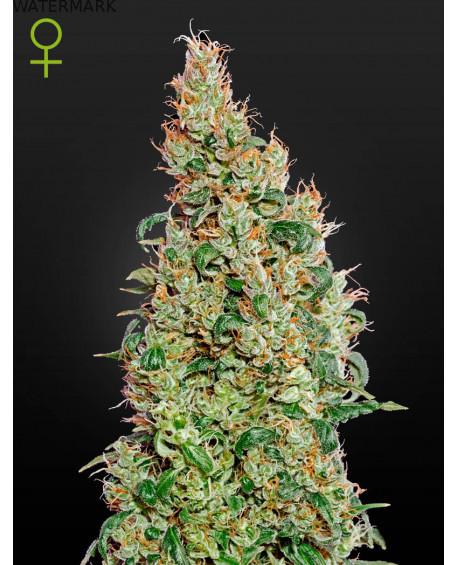 Full grown marijuana flower of theGreen-O-Matic Autoflowering seed