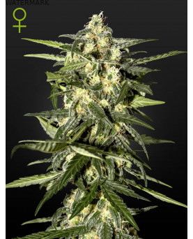 Full grown marijuana flower of the Jack Herer Autoflowering seed