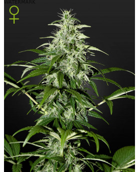 Full grown marijuana flower of the Kalashnikova Autoflowering seed