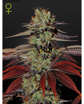 Full grown marijuana flower of the Kings Kush Autoflowering seed