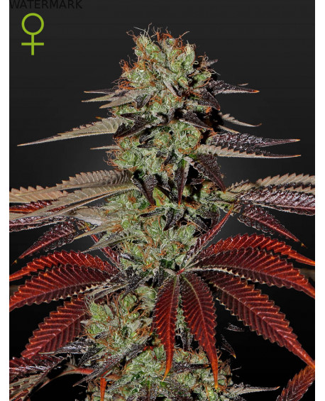 Full grown marijuana flower of the Kings Kush Autoflowering seed