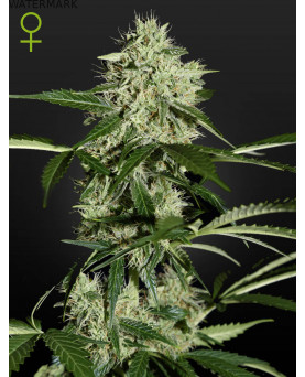 Full grown marijuana flower of the Northern Light Autoflowering seed