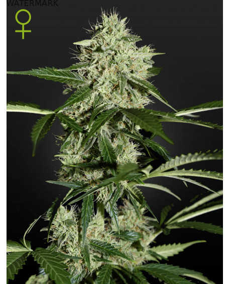 Full grown marijuana flower of the Northern Light Autoflowering seed