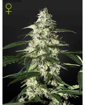 Full grown marijuana flower of the Skunk Autoflowering seed