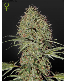 Full grown marijuana flower of the Super Bud Autoflowering seed