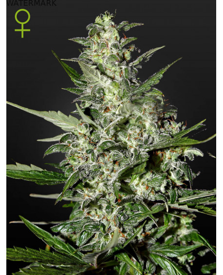 Full grown marijuana flower of the Super Critical Autoflowering seed