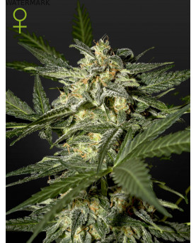 Full grown marijuana flower of the White Widow Autoflowering seed