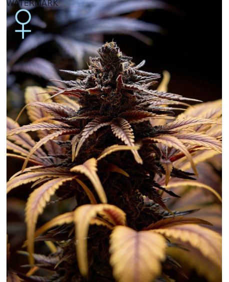 Full grown marijuana flower of the Deep Candy seed