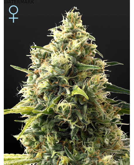 Full grown marijuana flower of the Exodus Cheese Autoflowering CBD seed