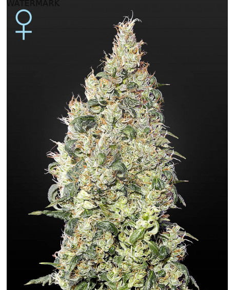 Full grown marijuana flower of the Great White Shark CBD seed