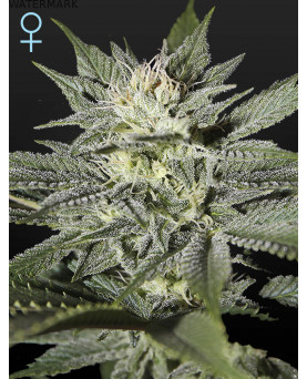 Full grown marijuana and cannabis flower of the King's Kush CBD seed