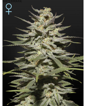 Full grown marijuana flower of the Super Lemon Haze CBD seed