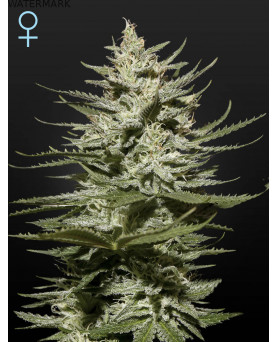 Full grown marijuana and cannabis flower of the Church CBD seed