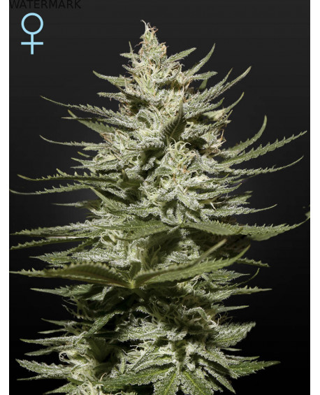 Full grown marijuana and cannabis flower of the Church CBD seed