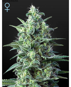 Full grown marijuana and cannabis flower of the White Widow CBD Autoflowering seed
