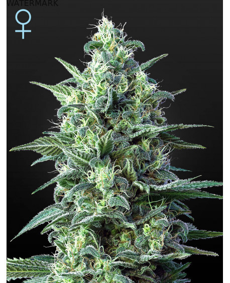 Full grown marijuana and cannabis flower of the White Widow CBD Autoflowering seed