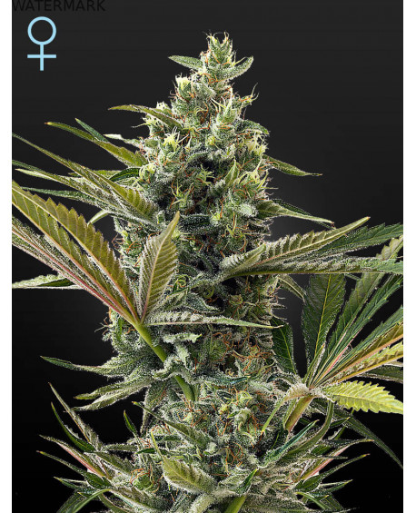Full grown marijuana and cannabis flower of the Super Lemon Haze CBD Autoflowering seed