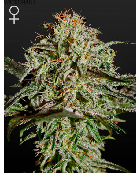Full grown marijuana flower of the A.M.S (Anti Mold Strain) seed