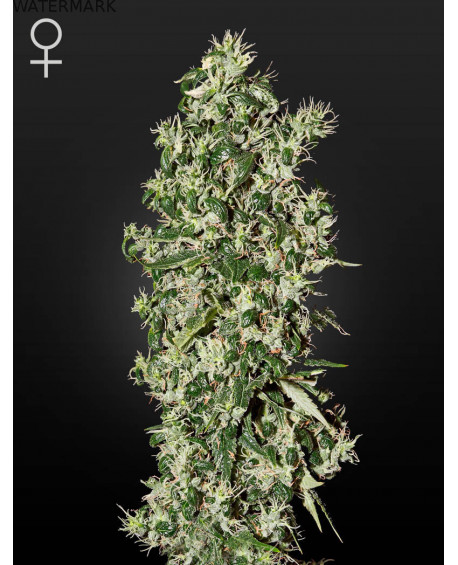 Full grown marijuana flower of the Big Tooth seed