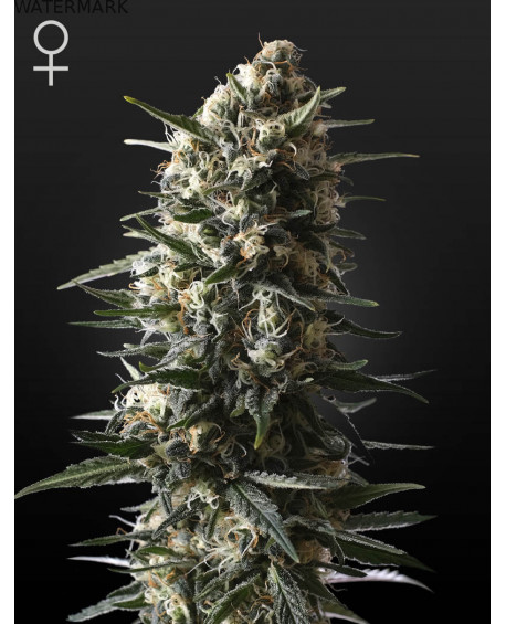 Full grown marijuana flower of the Bubba Slush seed