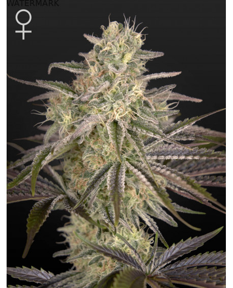 Full grown marijuana flower of the Cloud Walker seed