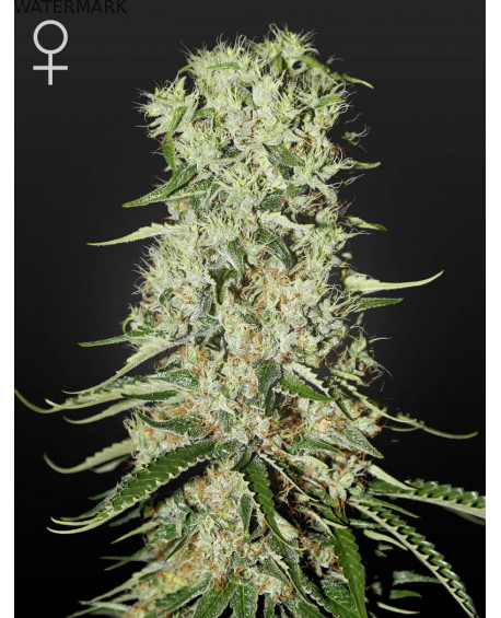 Full grown marijuana flower of the Damnesia seed