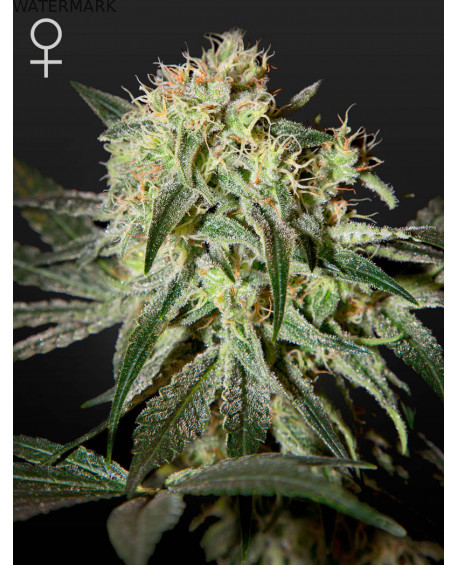 Full grown marijuana flower of the Damn Sour seed