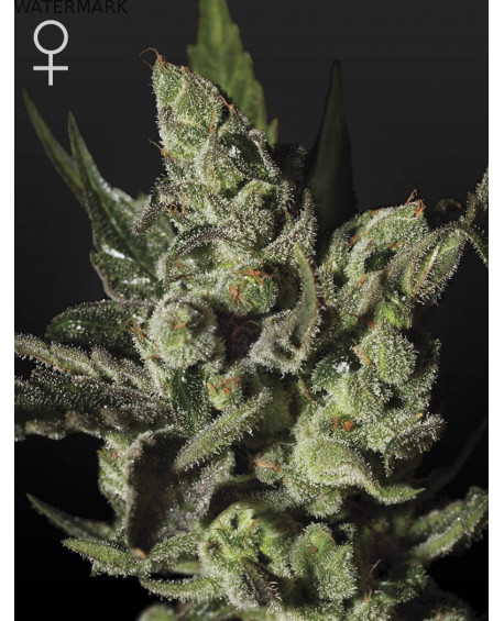 Full grown marijuana flower of the Exodus Cheese seed