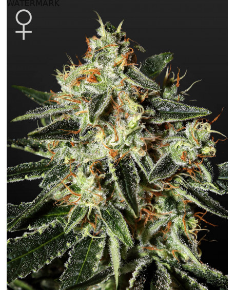 Full grown marijuana and cannabis flower of the GH Cheese seed