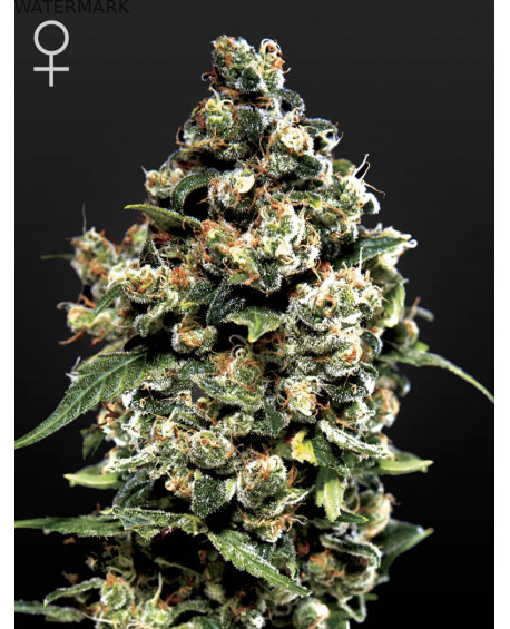 Full grown marijuana flower of the Jack Herer seed