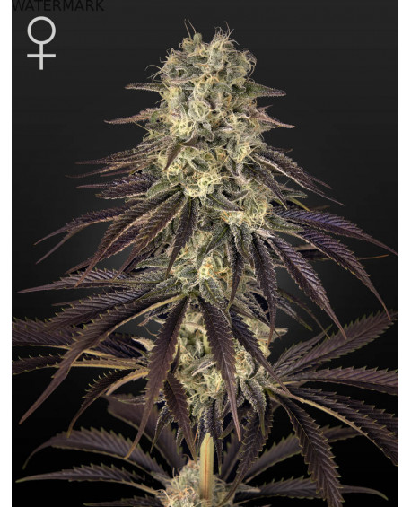 Full grown marijuana flower of the Kong's Krush seed