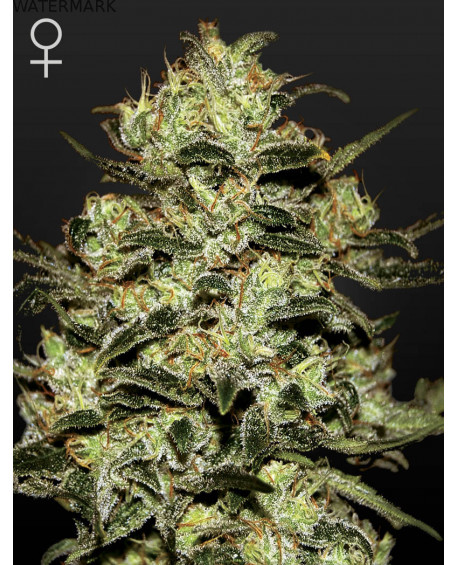 Full grown marijuana flower of the Moby Dick seed