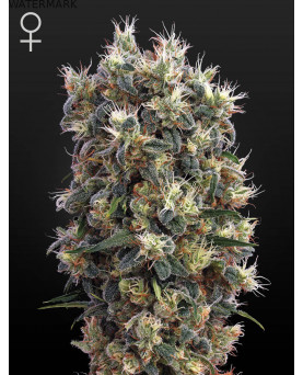 Full grown marijuana and cannabis flower of the The Church seed