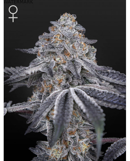 Full grown marijuana and cannabis flower of the Velvet Moon seed