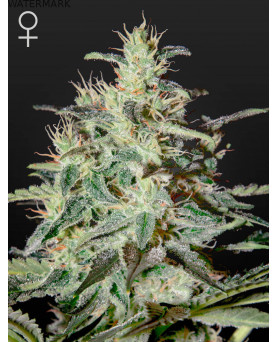 Full grown marijuana and cannabis flower of the White Lemon seed