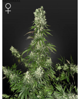 Full grown marijuana and cannabis flower of the White Strawberry Skunk seed