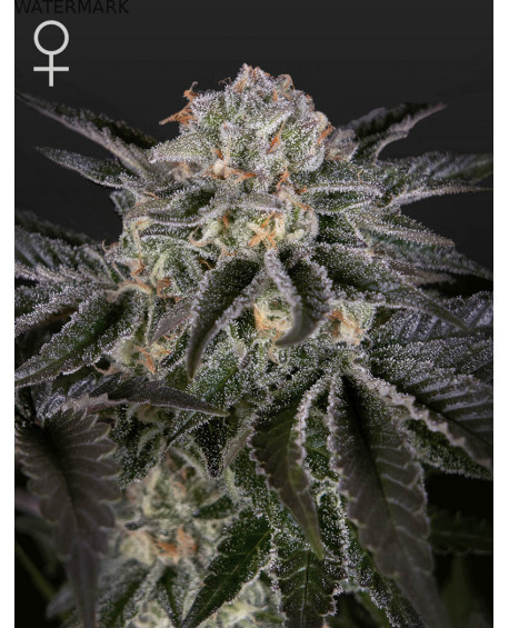 Full grown marijuana and cannabis flower of the Wonder Pie seed