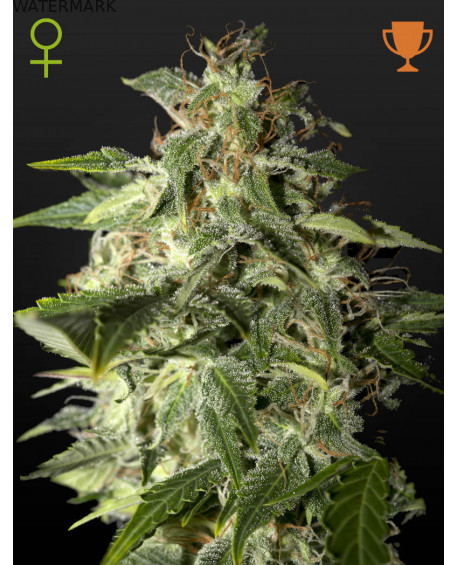 Full grown marijuana and cannabis flower of the Afgoeey seed