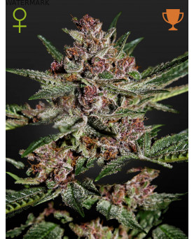 Full grown marijuana and cannabis flower of the Bubba Kush seed