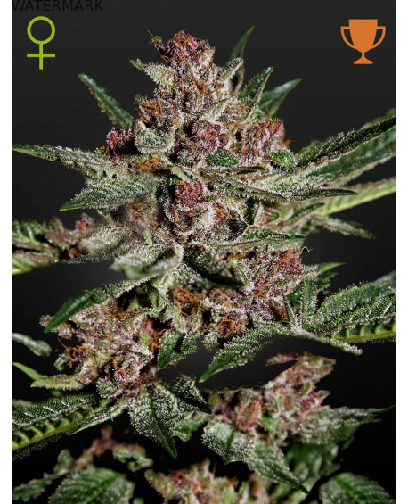 Full grown marijuana and cannabis flower of the Bubba Kush seed