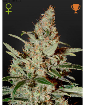 Full grown marijuana and cannabis flower of the Chemdog seed