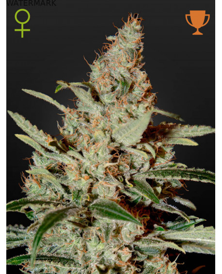 Full grown marijuana and cannabis flower of the Chemdog seed