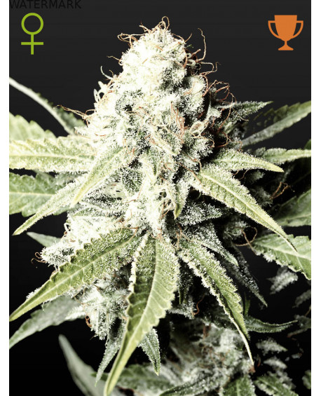 Full grown marijuana and cannabis flower of the Great White Shark seed