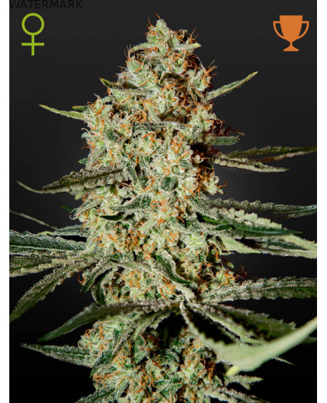 Full grown marijuana and cannabis flower of the Himalaya Gold seed