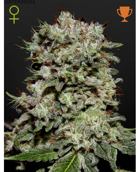 Full grown marijuana and cannabis flower of the Kalashnikova seed