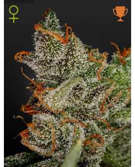 Full grown marijuana and cannabis flower of the King's Kush seed