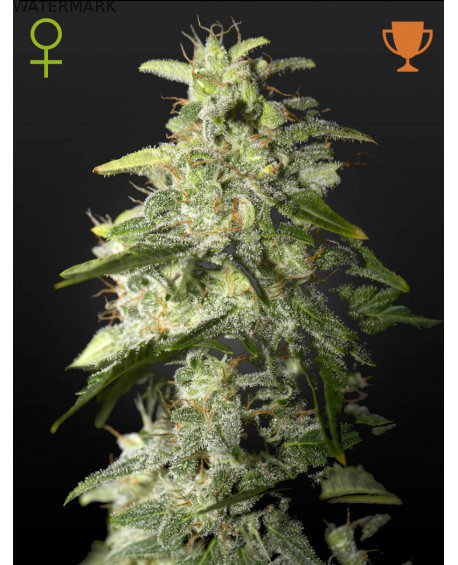 Full grown marijuana and cannabis flower of the Money Maker seed