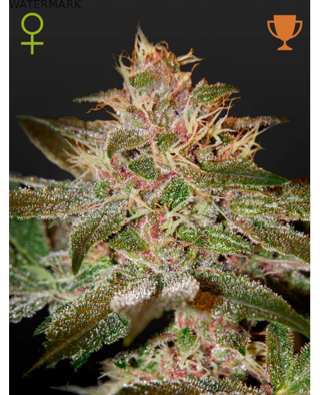 Full grown marijuana and cannabis flower of the Pure Kush seed